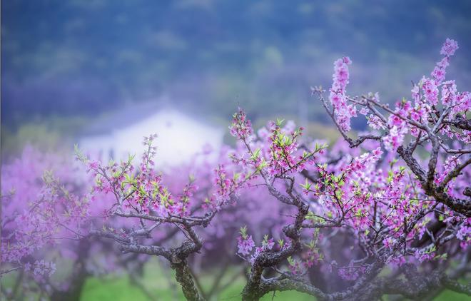 春风解花语 疑是故人来